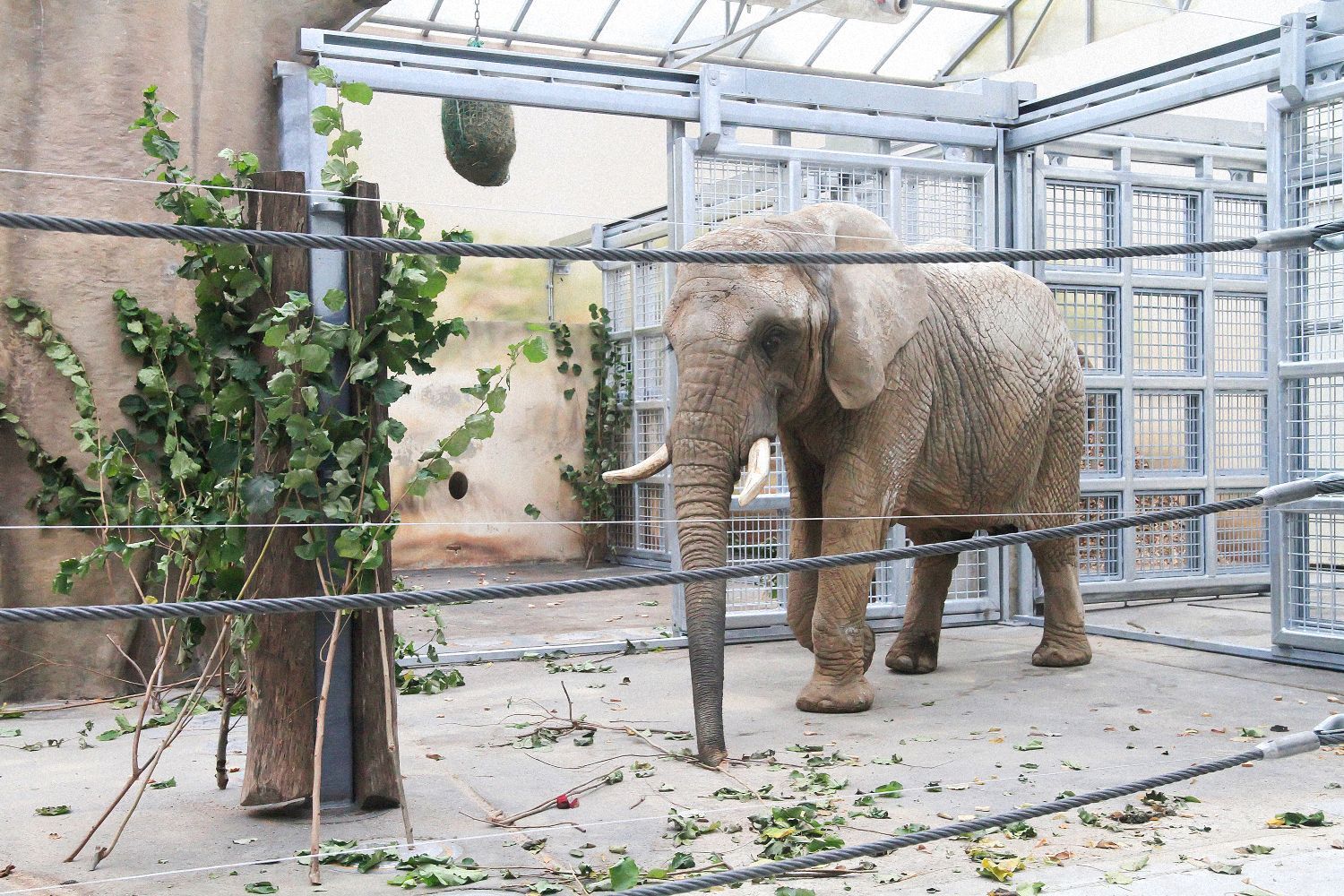 Jednorázové užití / Fotogalerie / ZOO Dvůr Králové je tu už 75 let. Podívejte se na snímky z její historie