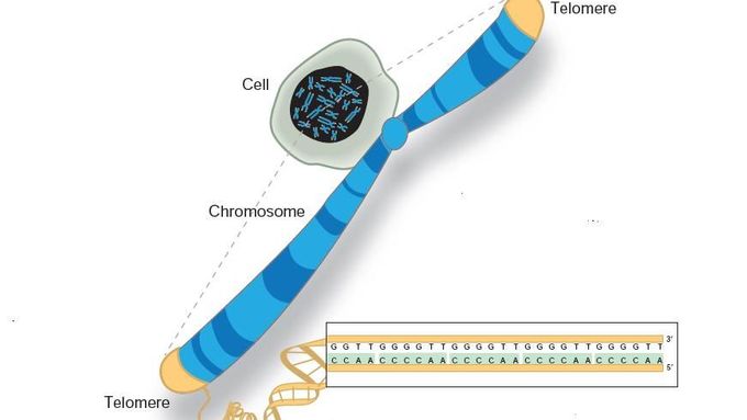 V jádru buňky jsou nitkovité chromozomy, což jsou "balíčky" s dědičnou informací. Na konci je uzavírají jakési "čepičky" zvané telomery. Vědci zjistili, že telomery chrání chromozomy při kopírování, hrají však také roli při stárnutí buňky a při nádorovém bujení.