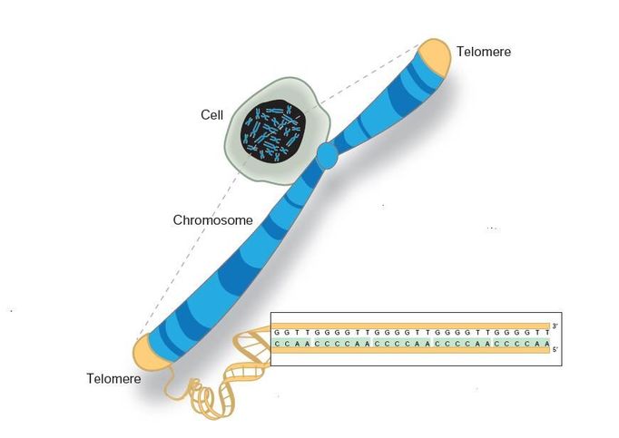 V jádru buňky jsou nitkovité chromozomy, což jsou "balíčky" s dědičnou informací. Na konci je uzavírají jakési "čepičky" zvané telomery. Vědci zjistili, že telomery chrání chromozomy při kopírování, hrají však také roli při stárnutí buňky a při nádorovém bujení.