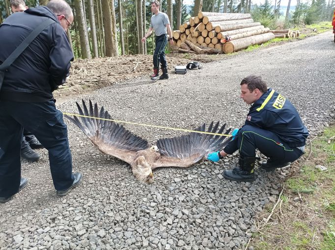 Samice orla mořského otrávená v polovině května u obce Toužim na Karlovarsku.