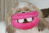 Victoria Lalleyová: Charlieho nová zubní náhrada. Ukázka ze snímků doposud přihlášených do soutěže Animal Friends Comedy Pet Photo Awards