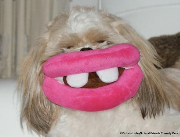 Fotografie ze soutěže Animal Friends Comedy Pet Photo Awards 2022