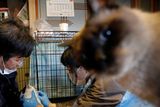 Kato v roce 2011 odmítl z domu odejít, protože nemohl přenést přes srdce, že by kočky, které jiní opustili po jaderné havárii, zůstaly na pospas osudu.