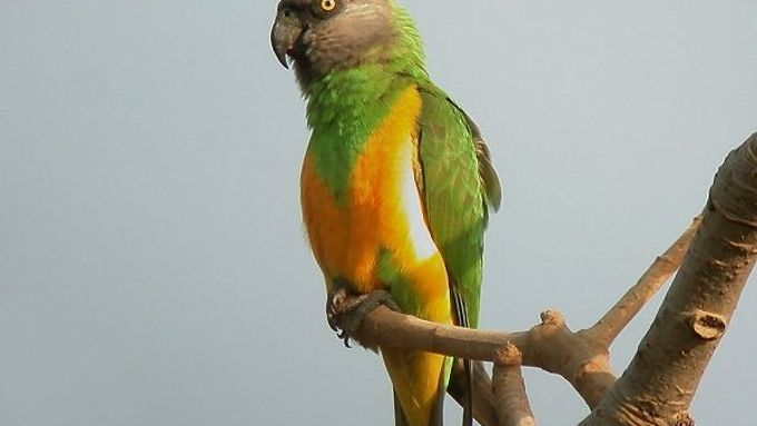 Papoušek senegalský, žádaný pro příjemný hlas a ostře zelené zbarvení, se evropským obchodům s domácím zvířectvem dal prodat za méně než pět dolarů.