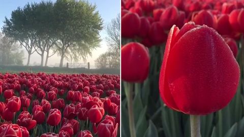 Tulipánové království. Sledujte romantické záběry z rozkvetlého Holandska