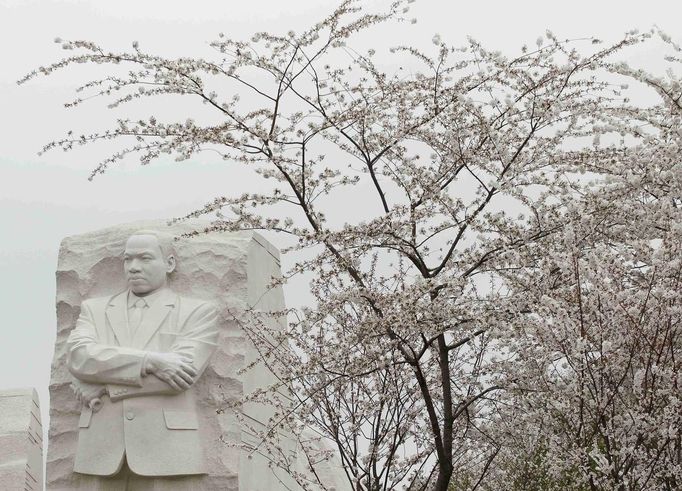 Jaro vítá i kamenný Martin Luther King ve Washingtonu, který je obklopen rozkvětlými třešněmi.