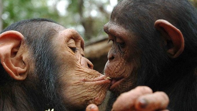 Šimpanzi se lidem podobají víc, než by se na první pohled zdálo. Dokáží dokonce i plánovat.