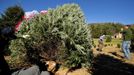 Danny Poe lays on the ground as he cuts the base of the White House Christmas tree as Beau Estes (R) and Rusty Estes (C) pull a rope to guide the tree down during the White House Christmas tree cutting at Peak Farms in Jefferson, North Carolina November 17, 2012. The 18 1/2 foot Fraser fir will be displayed in the Blue Room at the White House. The tree was planted from a seed in 1990. REUTERS/Chris Keane (UNITED STATES - Tags: ENVIRONMENT) Published: Lis. 17, 2012, 4:09 odp.