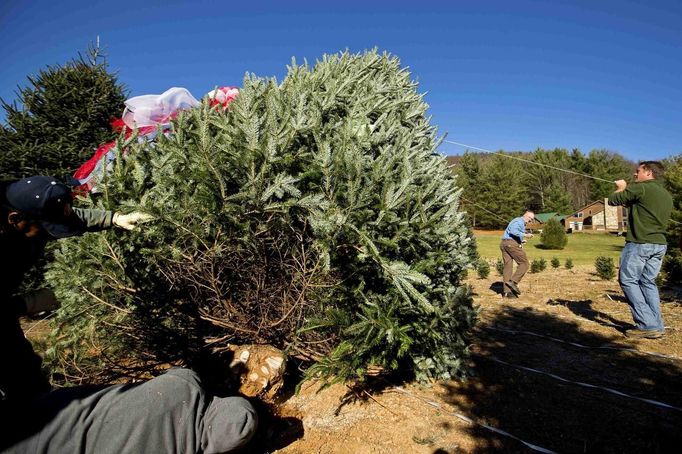 Danny Poe lays on the ground as he cuts the base of the White House Christmas tree as Beau Estes (R) and Rusty Estes (C) pull a rope to guide the tree down during the White House Christmas tree cutting at Peak Farms in Jefferson, North Carolina November 17, 2012. The 18 1/2 foot Fraser fir will be displayed in the Blue Room at the White House. The tree was planted from a seed in 1990. REUTERS/Chris Keane (UNITED STATES - Tags: ENVIRONMENT) Published: Lis. 17, 2012, 4:09 odp.