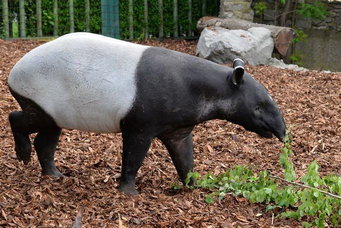 Tapír čabrakový v Zoo Ústí nad Labem