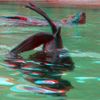 ZOO 3D