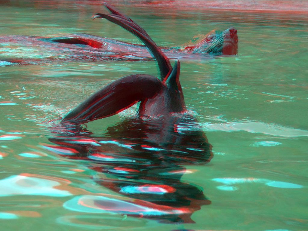 ZOO 3D