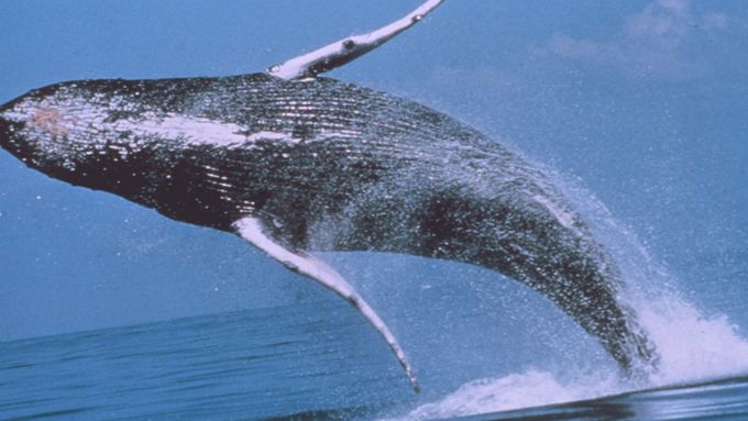 Keporkak je jedním z cílů japonských velrybářů.