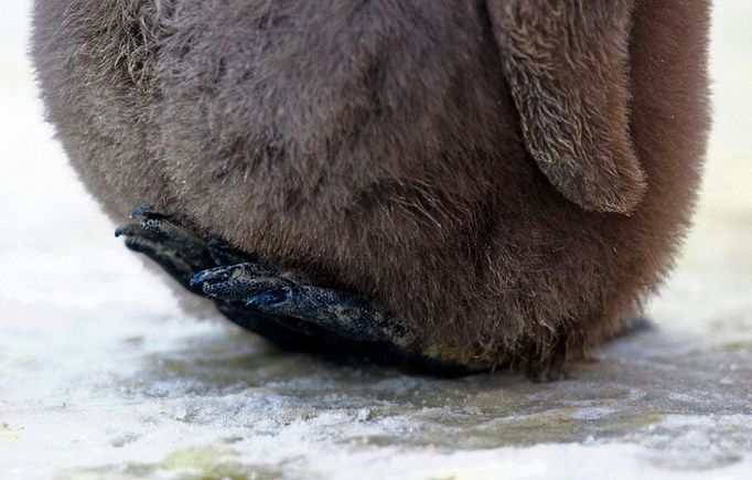 Dva měsíce staré mládě Tučňáka patagonského zvedá plosky z ledu, aby ho tolik nezábl. Momentka ze ZOO v Edinburgu.