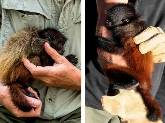 Porovnání uakari černohlavého ("Humboldtova opice") a uakari neblinského (nový druh objevený Janem Dungelem).