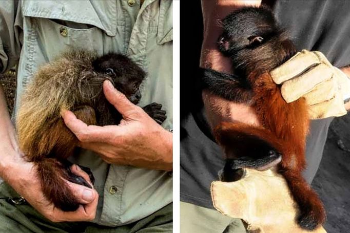 Porovnání uakari černohlavého ("Humboldtova opice") a uakari neblinského (nový druh objevený Janem Dungelem).