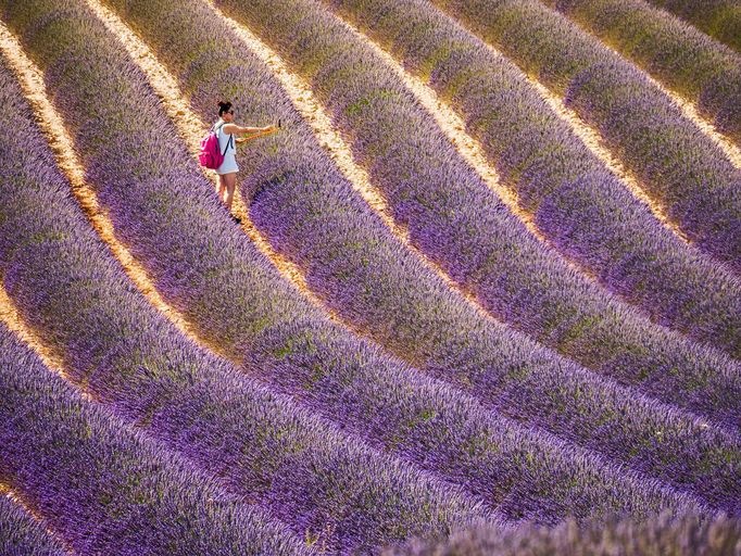 Levandulová pole v Provence, Jižní Francie