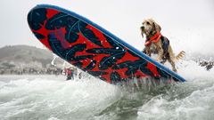 USA, Kalifornie, pes, surfing, mistrovství
