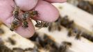 Bees sit on the fingers of a beekeeper in Vienna July 11, 2012. A growing number of urban beekeepers' associations, such as Vienna's Stadtimker, are trying to encourage bees to make their homes in cities, as pesticides and crop monocultures make the countryside increasingly hostile. Bee populations are in sharp decline around the world, under attack from a poorly understood phenomonenon known as colony collapse disorder, whose main causes are believed to include a virus spread by mites that feed on haemolymph - bees' "blood". Picture taken July 11, 2012. REUTERS/Lisi Niesner (AUSTRIA - Tags: ENVIRONMENT ANIMALS SOCIETY) Published: Čec. 25, 2012, 2:03 odp.