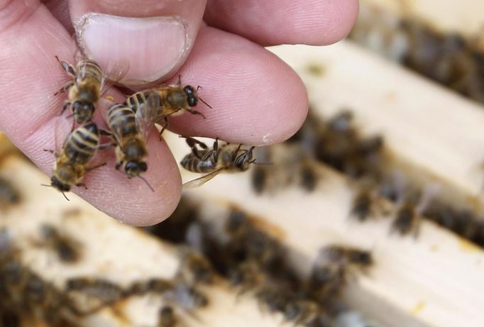 Bees sit on the fingers of a beekeeper in Vienna July 11, 2012. A growing number of urban beekeepers' associations, such as Vienna's Stadtimker, are trying to encourage bees to make their homes in cities, as pesticides and crop monocultures make the countryside increasingly hostile. Bee populations are in sharp decline around the world, under attack from a poorly understood phenomonenon known as colony collapse disorder, whose main causes are believed to include a virus spread by mites that feed on haemolymph - bees' "blood". Picture taken July 11, 2012. REUTERS/Lisi Niesner (AUSTRIA - Tags: ENVIRONMENT ANIMALS SOCIETY) Published: Čec. 25, 2012, 2:03 odp.