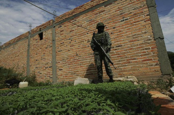 A soldier stands guard in front of a marijuana plantation during a military operation at Tequila in Jalisco September 27, 2012. According to military authorities, Mexican troops found 40 hectares of marijuana planted between maize agave as well as a house used for processing drugs. REUTERS/Alejandro Acosta (MEXICO - Tags: DRUGS SOCIETY MILITARY) Published: Zář. 28, 2012, 1:55 dop.