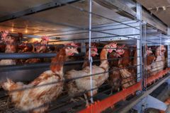 Česko získalo status země bez výskytu ptačí chřipky, pomůže to obchodu
