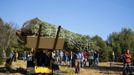 Beau Estes uses a fork lift to carry the White House Christmas tree after it was cut down during the White House Christmas tree cutting at Peak Farms in Jefferson, North Carolina November 17, 2012. The 18 1/2 foot Fraser fir will be displayed in the Blue Room at the White House. The tree was planted from a seed in 1990. REUTERS/Chris Keane (UNITED STATES - Tags: ENVIRONMENT) Published: Lis. 17, 2012, 4:19 odp.