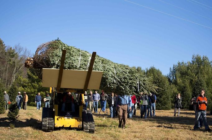 Beau Estes uses a fork lift to carry the White House Christmas tree after it was cut down during the White House Christmas tree cutting at Peak Farms in Jefferson, North Carolina November 17, 2012. The 18 1/2 foot Fraser fir will be displayed in the Blue Room at the White House. The tree was planted from a seed in 1990. REUTERS/Chris Keane (UNITED STATES - Tags: ENVIRONMENT) Published: Lis. 17, 2012, 4:19 odp.