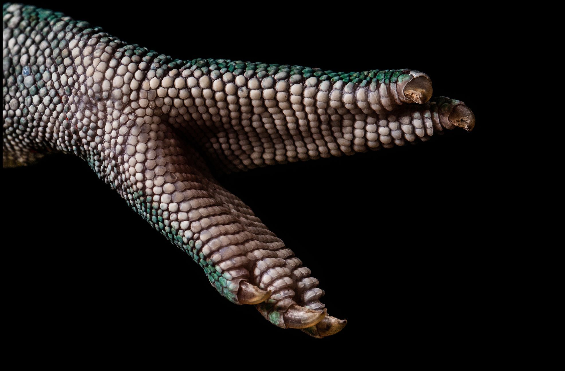 Zvířecí tlapy v úžasných detailech