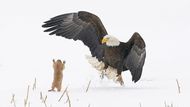 Arthur Trevino (USA): Překvapení! Ukázka ze soutěže Comedy Wildlife Photography Awards 2021.