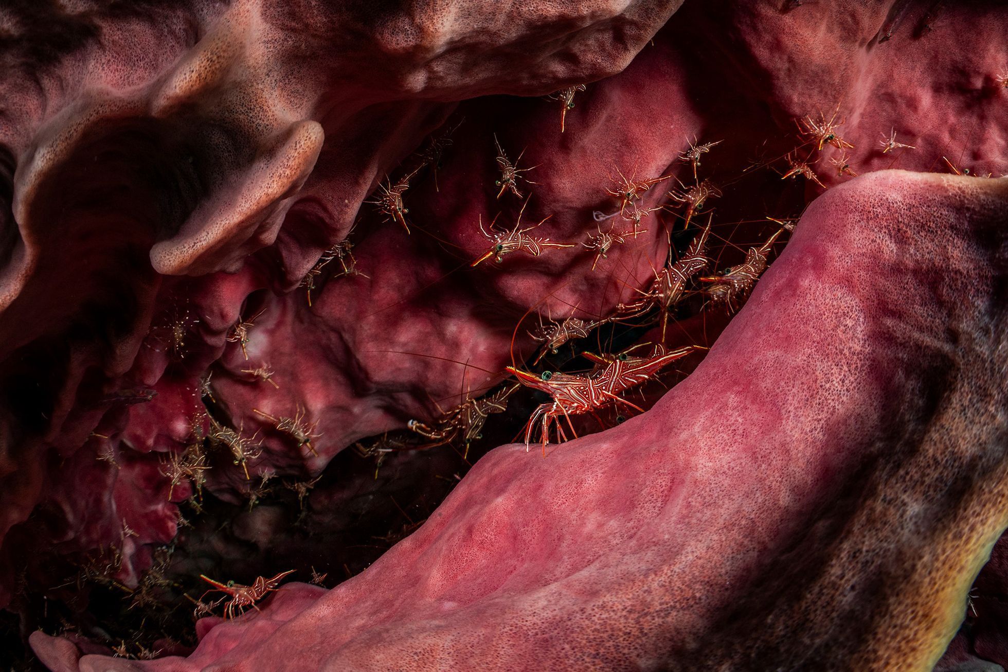 Vítězné snímky ze soutěže Environmental Photography Award 2024