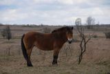 Vzhledem připomíná exmoorský pony i koně Převalského, divokého koně, který je domovem v Asii.