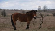 Vzhledem připomíná exmoorský pony i koně Převalského, divokého koně, který je domovem v Asii.