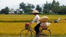 Žena z thajské menšiny ve Vietnamu jede na kole kolem zaplavených rýžových polí ve městě Dien Bien Phu, 16. května 2011. REUTERS/Kham