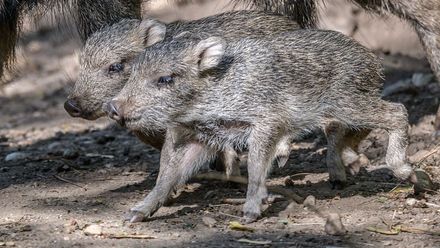 Evropská vzácnost: v pražské ZOO se narodila mláďata pekari Wagnerova