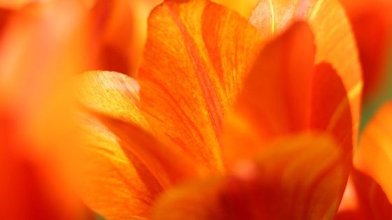 Sezóna tulipánů skončila. U nás i v Holandsku