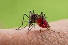 Černý pasažér. Invazního komára vozí do Česka turisté, s ním i riziko vážných nemocí