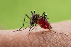 Do Česka se dostává komár tygrovaný. Má výrazně zbarvené nohy a je velmi agresivní
