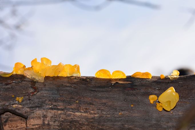 Rosolovka mozkovitá (Tremella mesenterica)