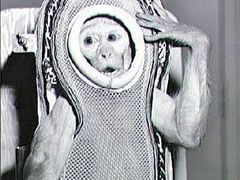 Jedna z opiček rhesus se chystá na americkou vesmírnou misi.