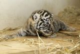 Návštěvníci je už ale mohou občas zahlédnout v expozici tygrů sumaterských.
