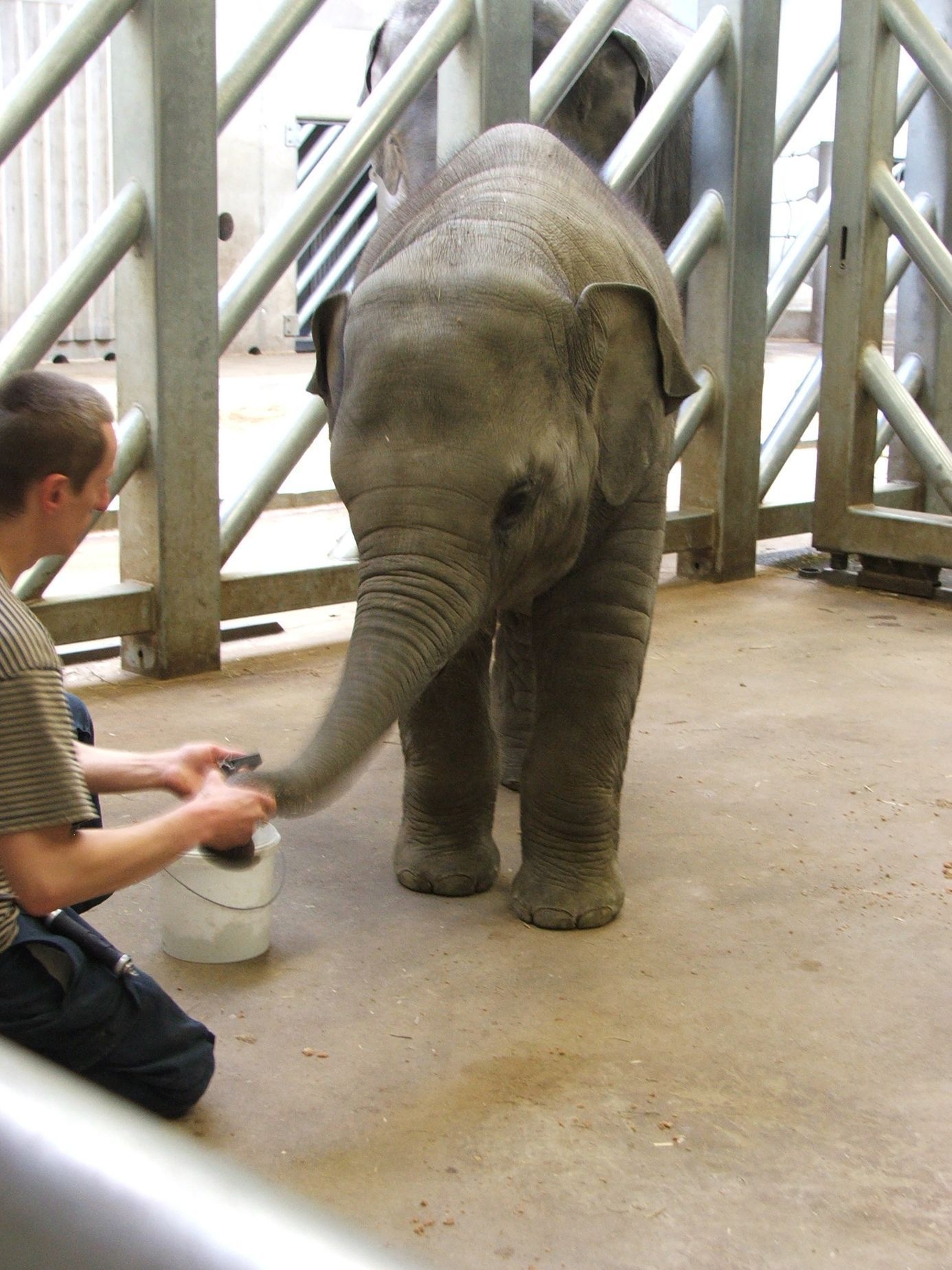Údolí slonů - ZOO Praha