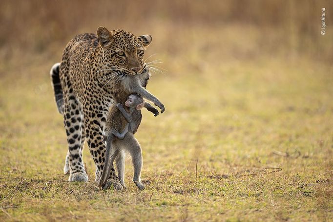 Wildlife Photographer of the Year: fotografie, které se utkají o cenu diváků