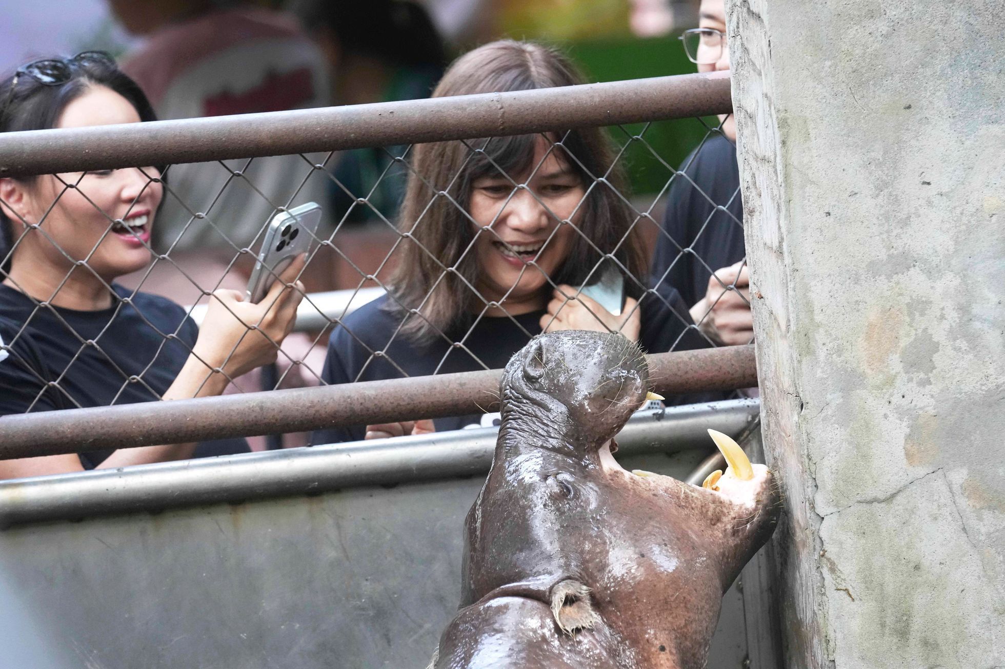 trpasličí hrošice, Moo Deng, ZOO, Thajsko