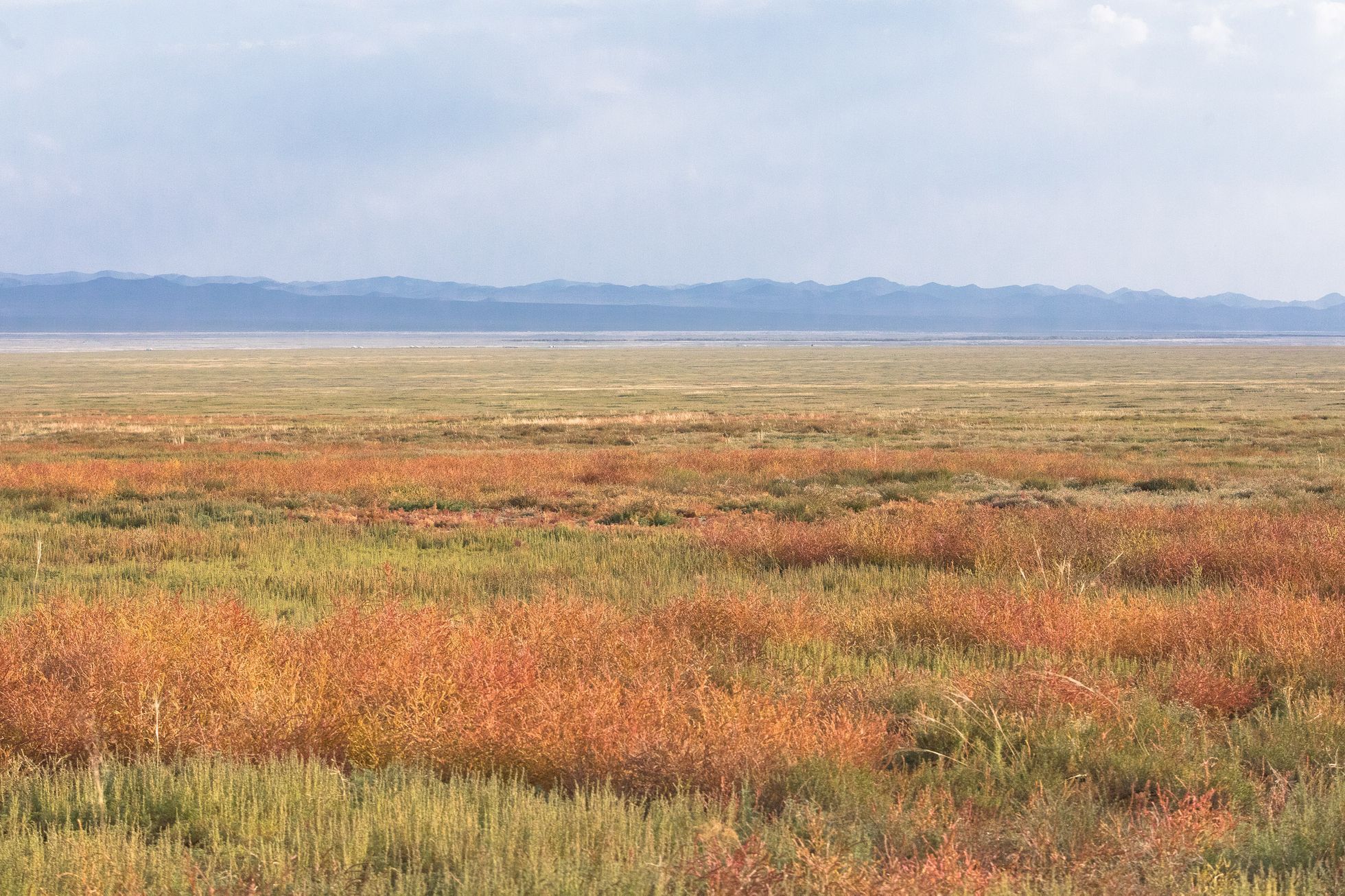 Mongolsko - kůň Převalského, Národní park Chustaj, koně, pláně, stepi