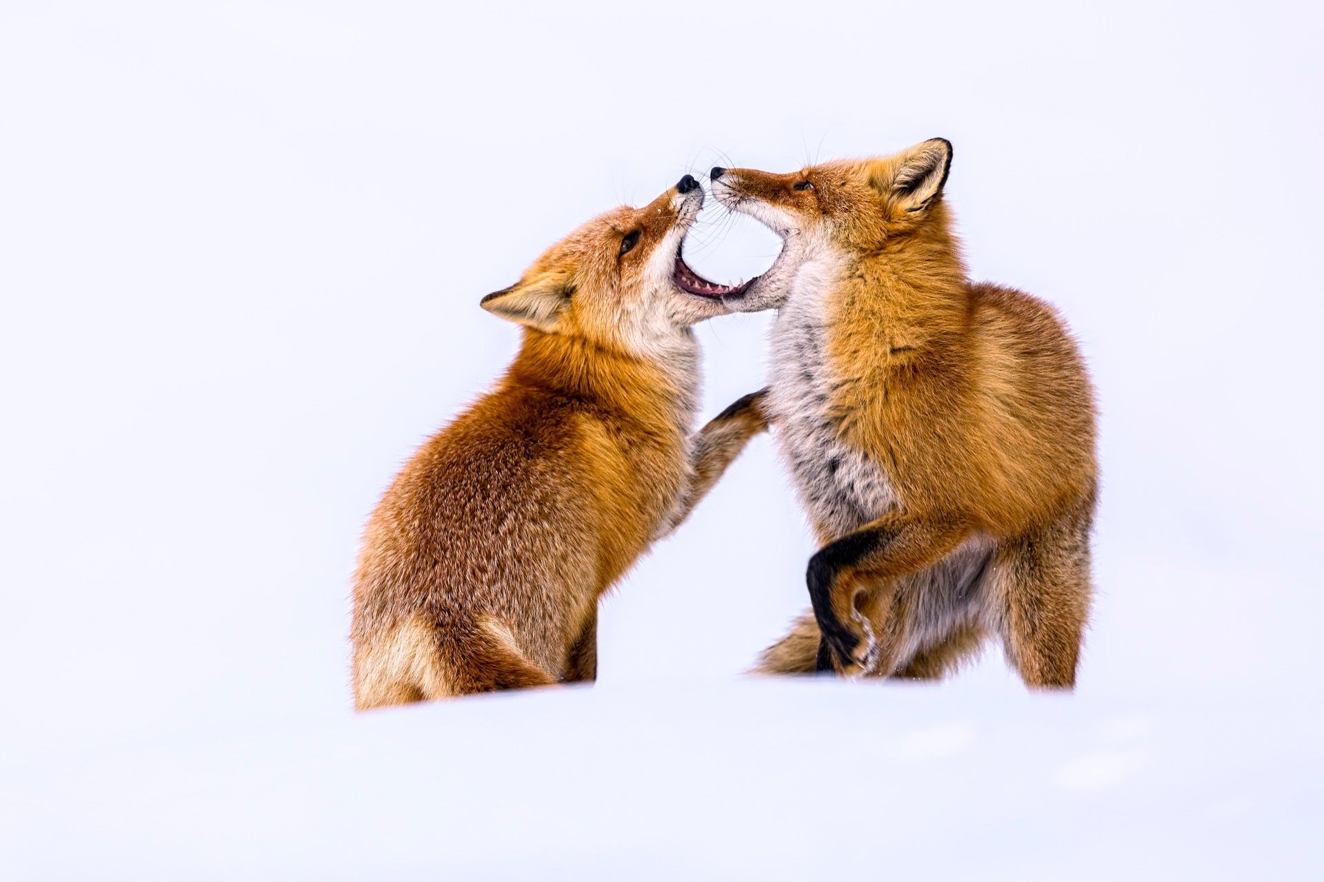 Czech Press Photo 2017: Příroda a věda (série)