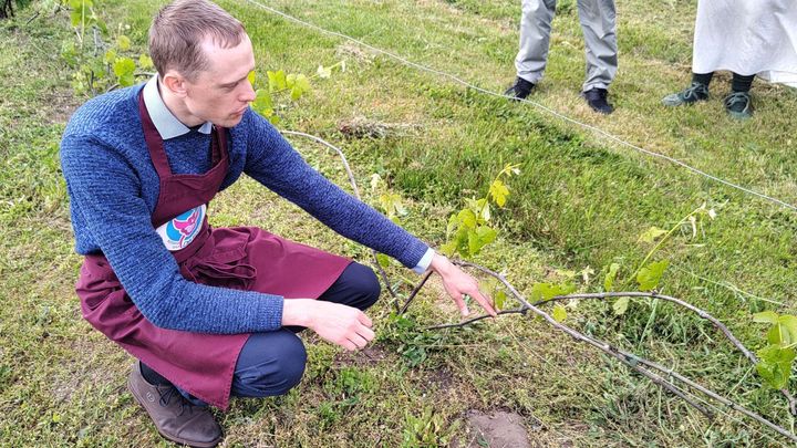 Sladké víno z Lotyšska přežije i polární zimu. Vinic na severu s oteplováním přibývá; Zdroj foto: Jaroslav Synčák