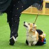 Vilnius, Corgi, pes, závody, Litva, přehlídka, zábava