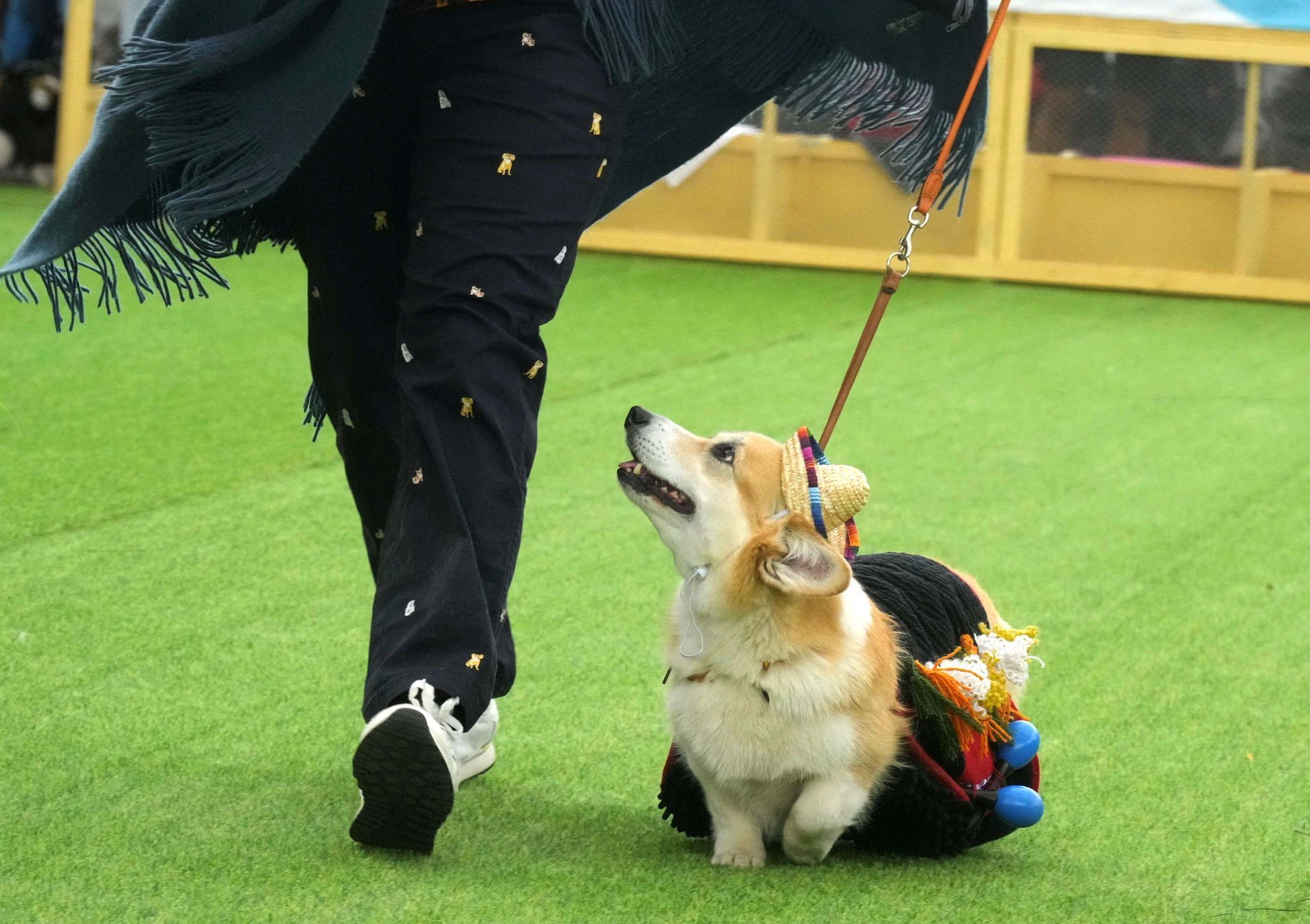 Vilnius, Corgi, pes, závody, Litva, přehlídka, zábava