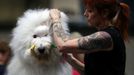 Crufts Dog Show (Birmingham)